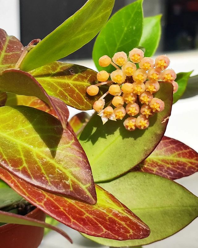 Hoya Sunrise