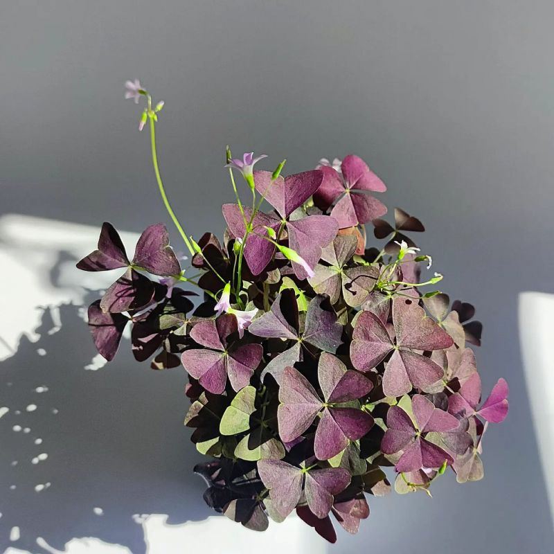 Oxalis purpurata.