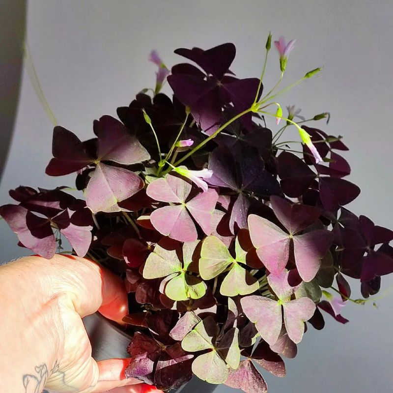 Oxalis purpurata.