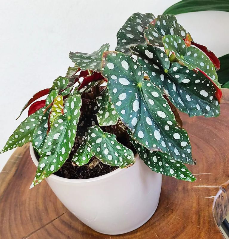 Begonia Maculata