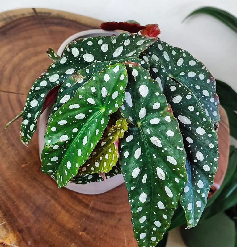Begonia Maculata