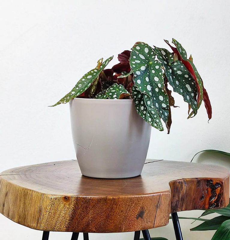 Begonia Maculata