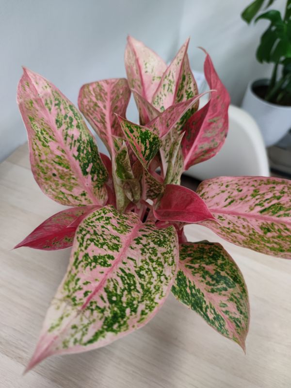 Aglaonema Chinese Evergreen 'Legacy'