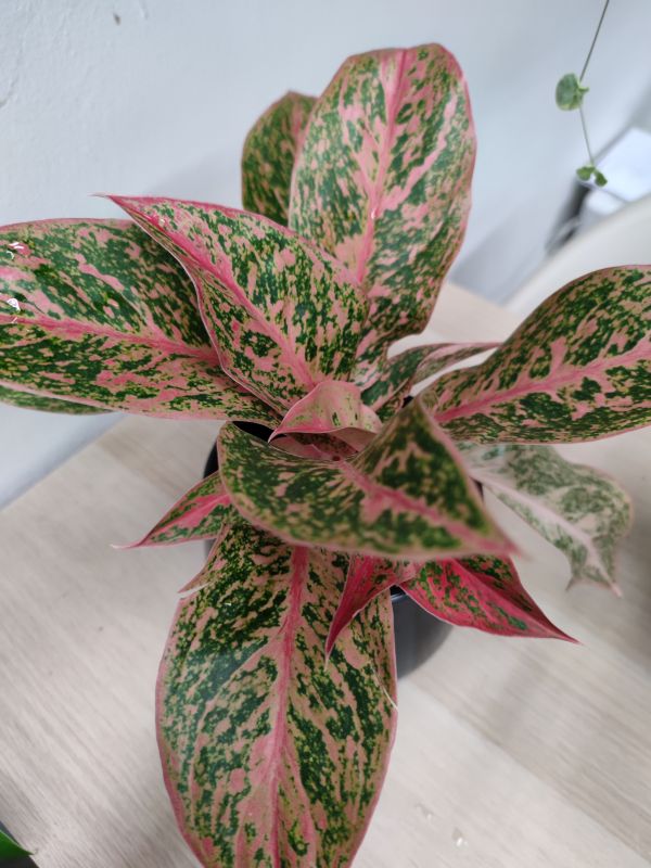 Aglaonema Chinese Evergreen 'Legacy'
