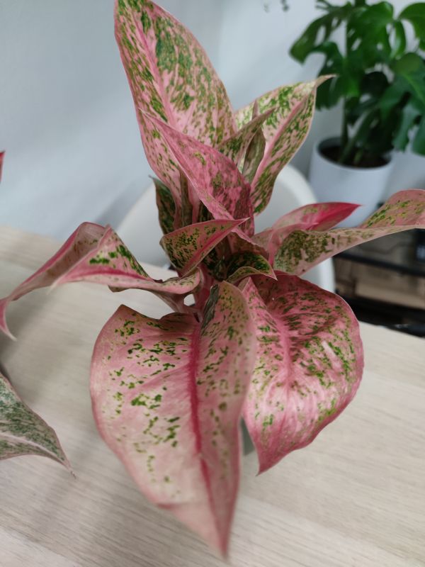 Aglaonema Chinese Evergreen 'Legacy'