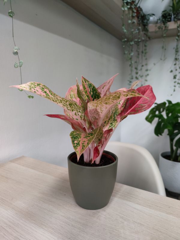 Aglaonema Chinese Evergreen 'Legacy'