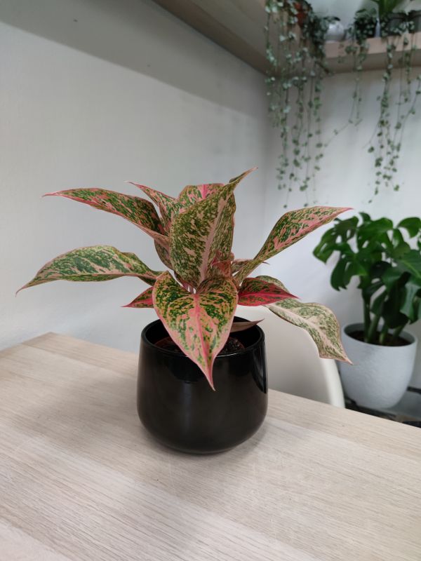 Aglaonema Chinese Evergreen 'Legacy'