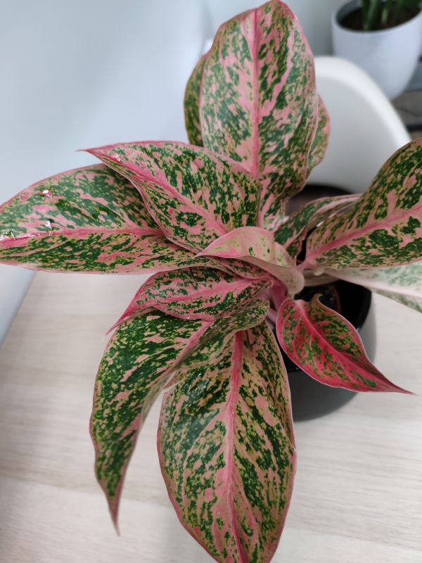 Aglaonema Chinese Evergreen 'Legacy'