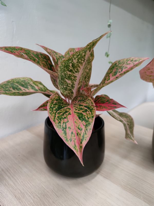Aglaonema Chinese Evergreen 'Legacy'