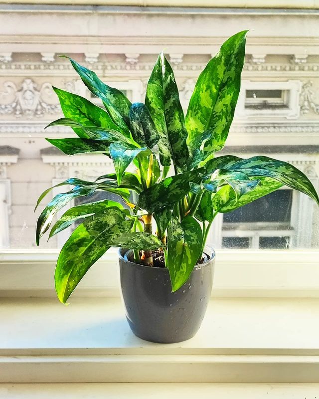 Aglaonema commutatum Maria