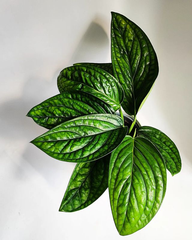Monstera  Peru XL v závěsu