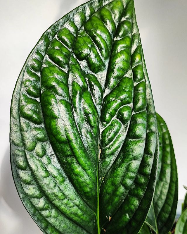 Monstera  Peru XL v závěsu