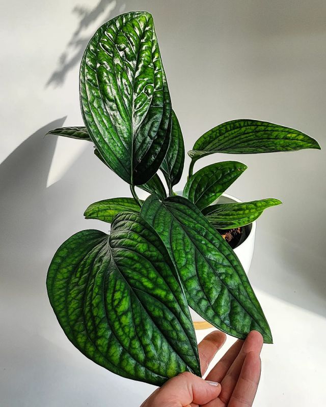 Monstera  Peru XL v závěsu