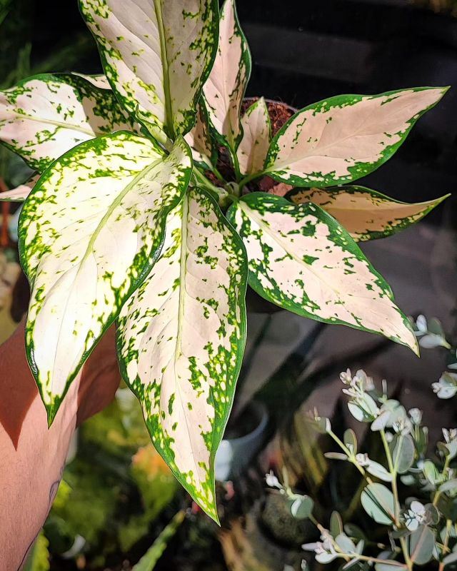 Aglaonema commutatum KIiwi