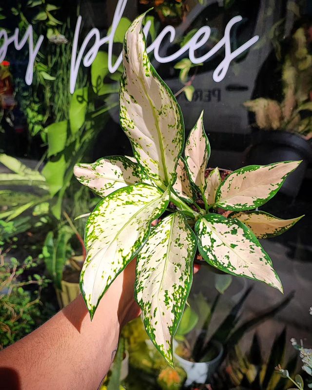 Aglaonema commutatum KIiwi