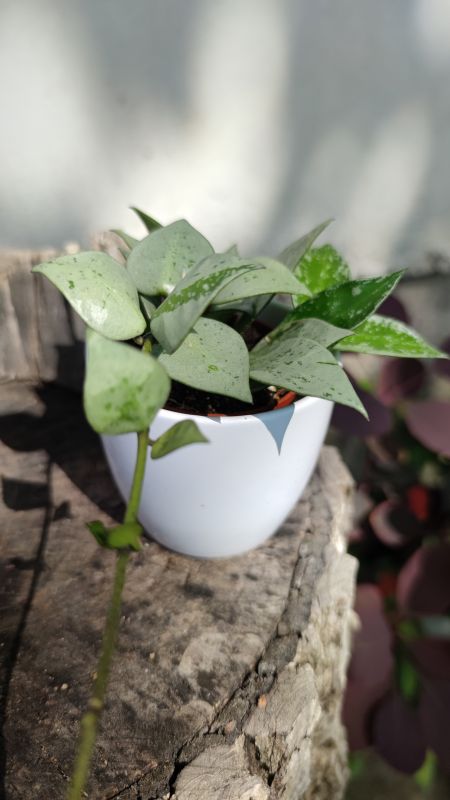 Hoya Krohniana Silver Eskimo