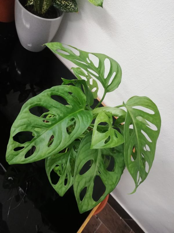 Monstera obliqua Monkey mask