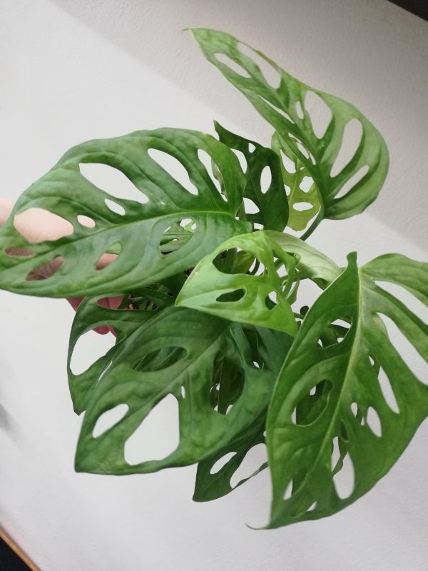 Monstera obliqua Monkey mask