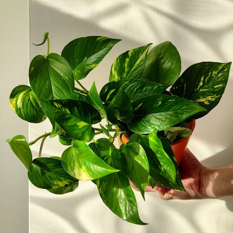 Epipremnum Pinnatum Aureum