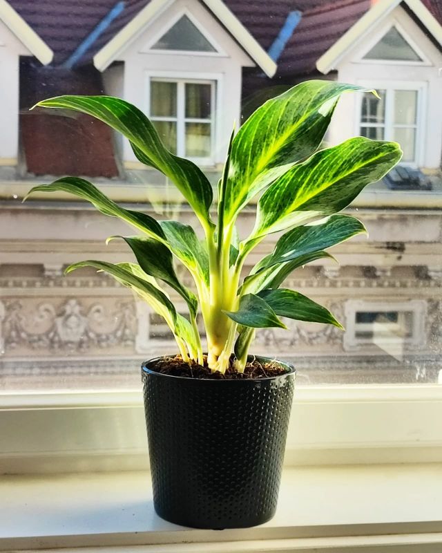 Aglaonema commutatum Golden Dragon