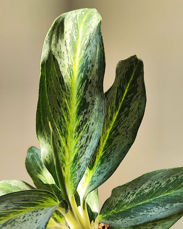 Aglaonema commutatum Golden Dragon