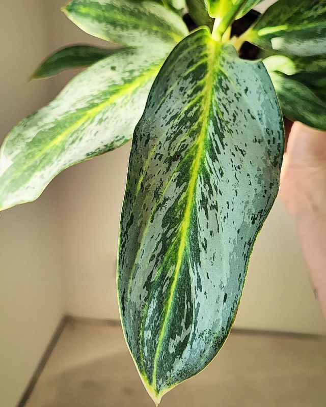 Aglaonema commutatum Golden Dragon