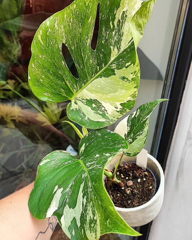Monstera deliciosa Albo variegata
