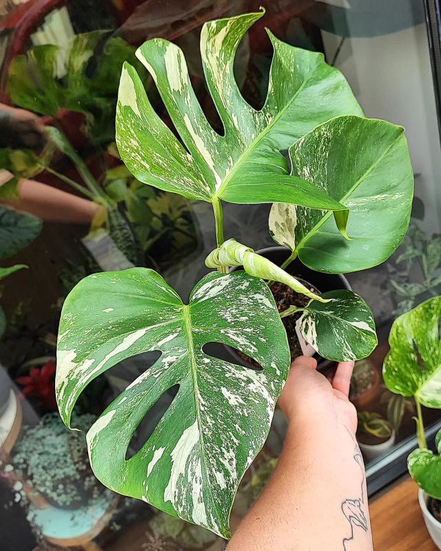 Monstera deliciosa Albo variegata