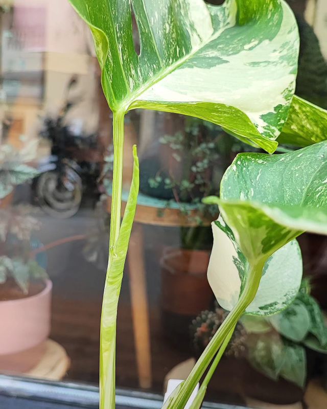 Monstera deliciosa Albo variegata