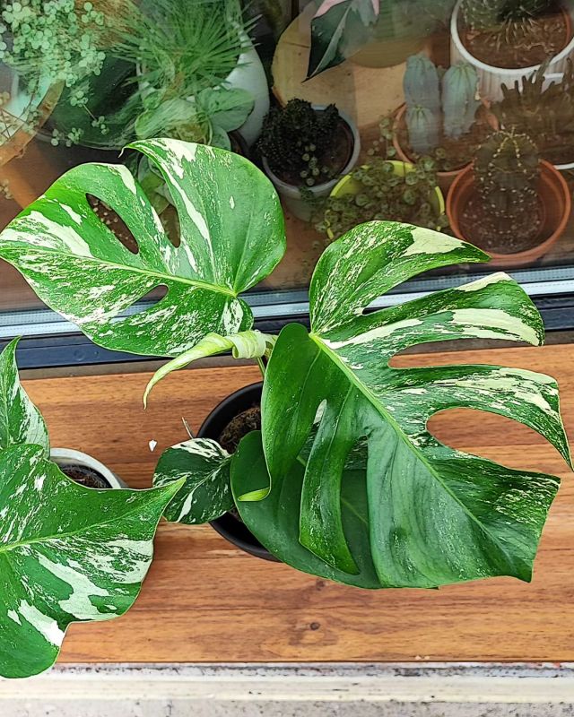 Monstera deliciosa Albo variegata