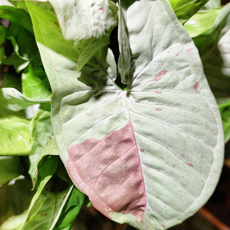 Syngonium Milk confetti