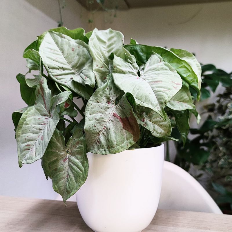 Syngonium Milk confetti