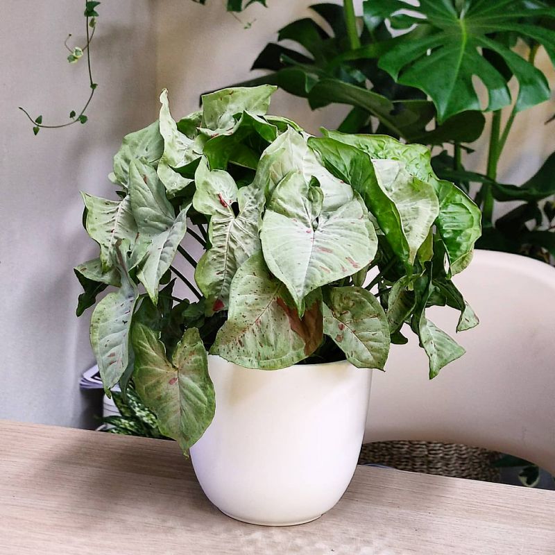 Syngonium Milk confetti