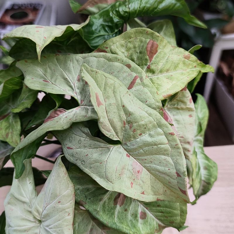 Syngonium Milk confetti