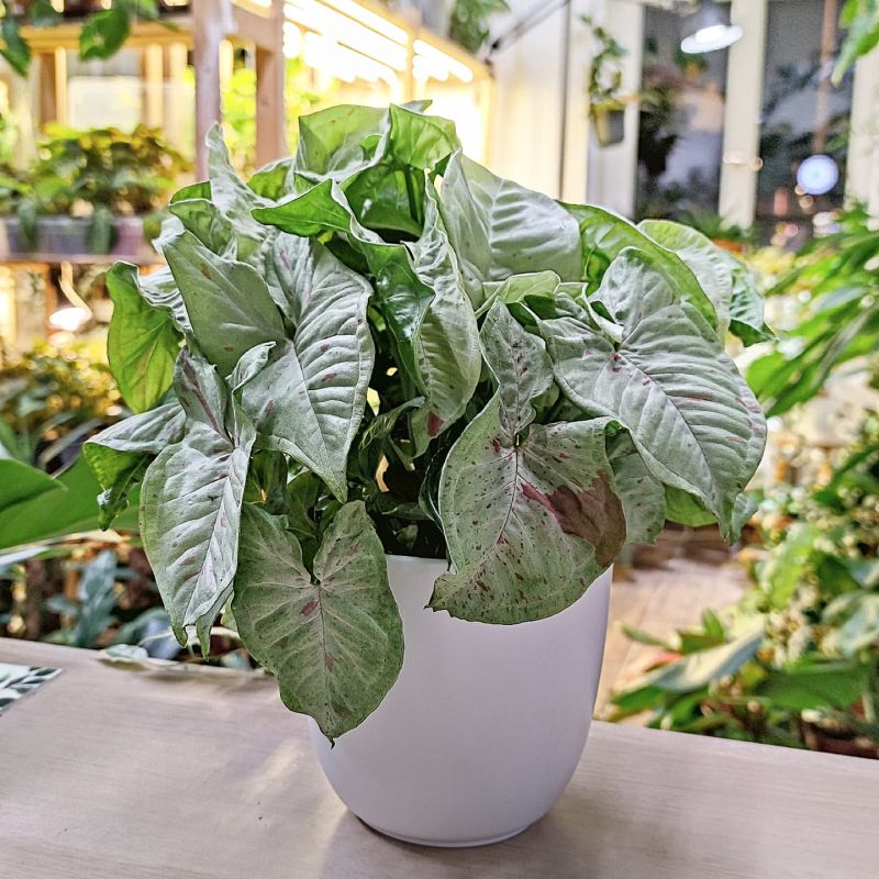 Syngonium Milk confetti