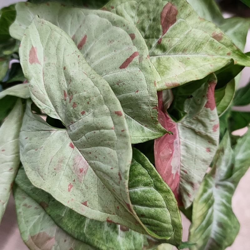 Syngonium Milk confetti