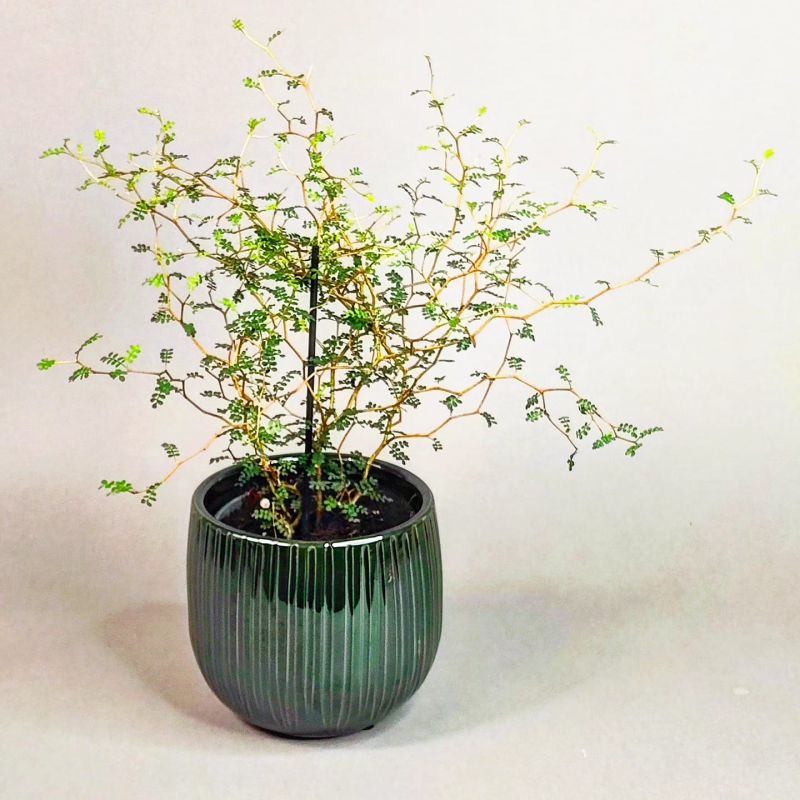 Sophora  Little Baby