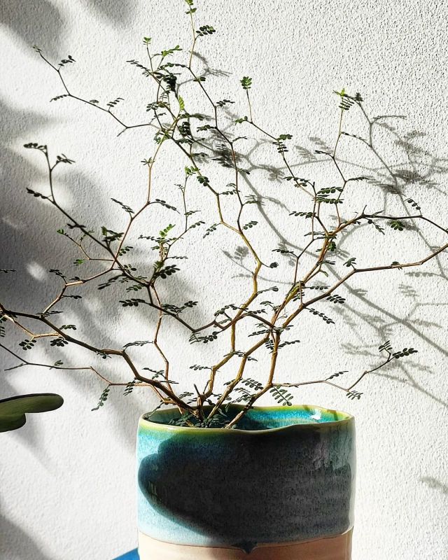 Sophora  Little Baby