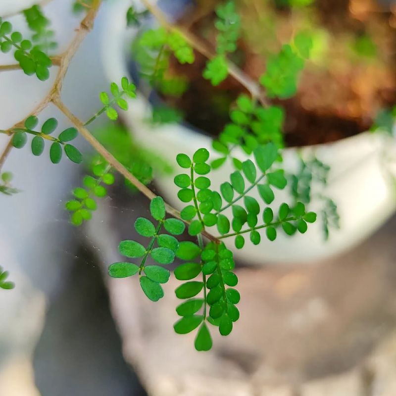 Sophora  Little Baby
