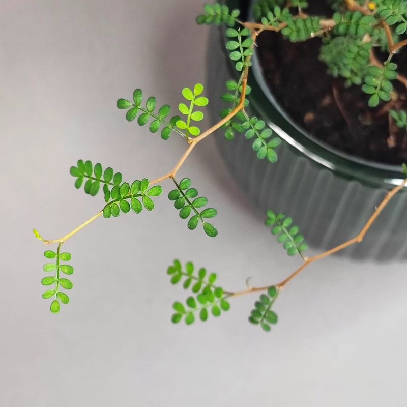 Sophora  Little Baby