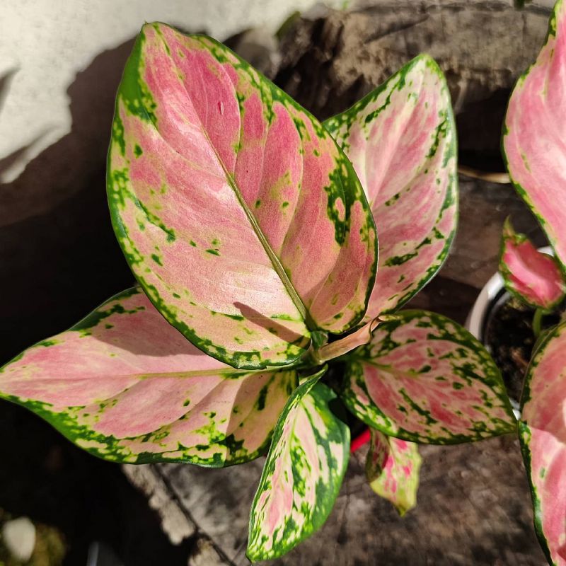 Aglaonema commutatum Wishes