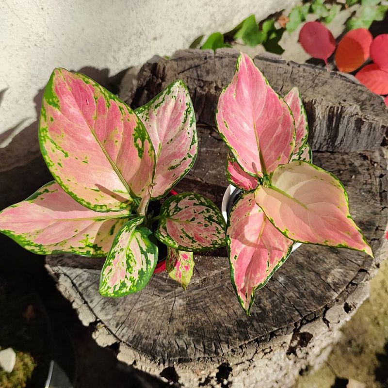Aglaonema commutatum Wishes