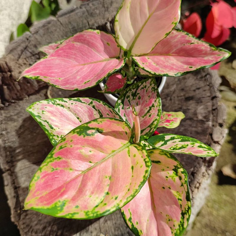 Aglaonema commutatum Wishes
