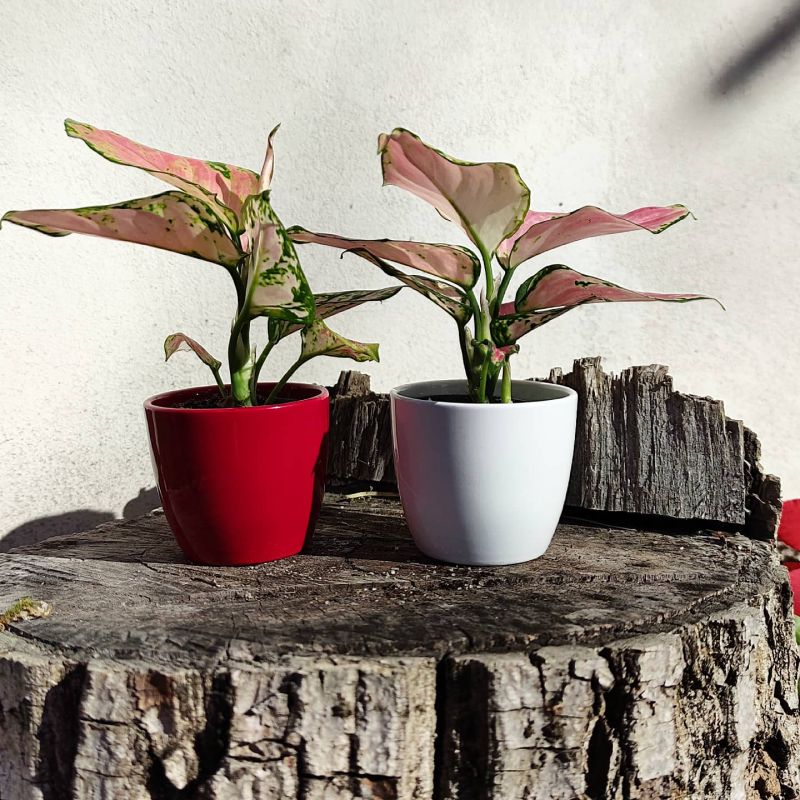 Aglaonema commutatum Wishes