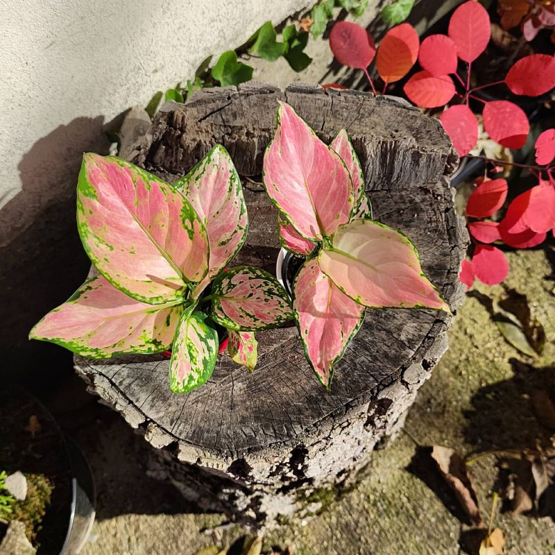 Aglaonema commutatum Wishes