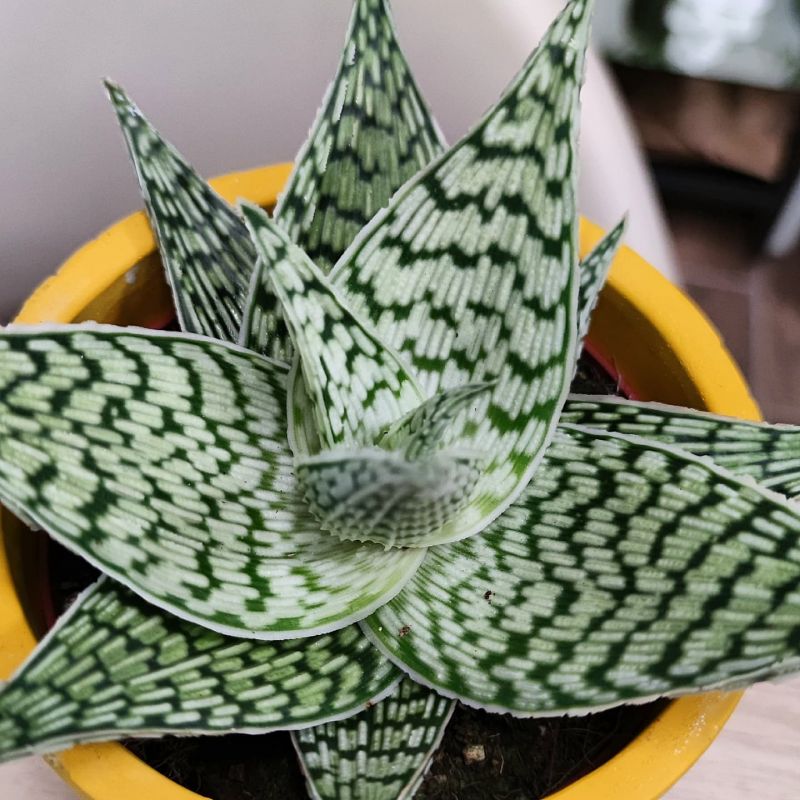 Aloe Rauhii Demi