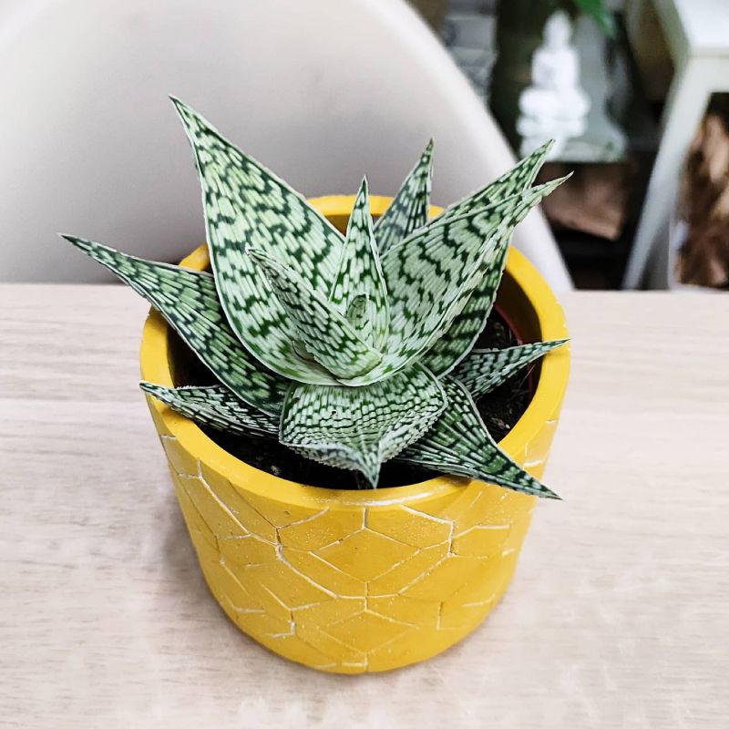 Aloe Rauhii Demi