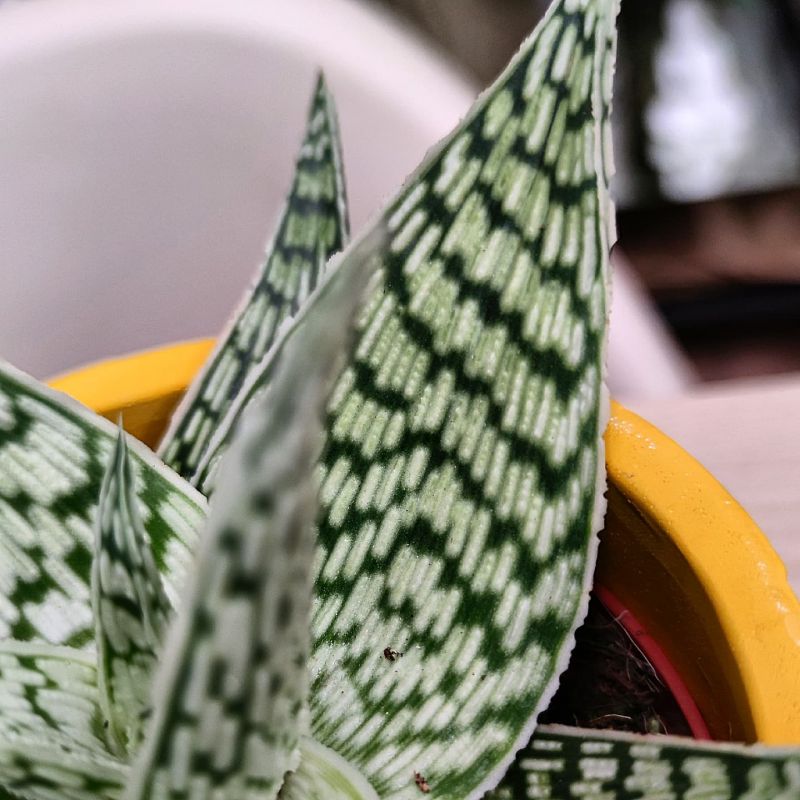 Aloe Rauhii Demi