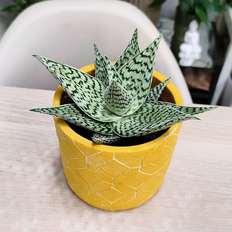 Aloe Rauhii Demi
