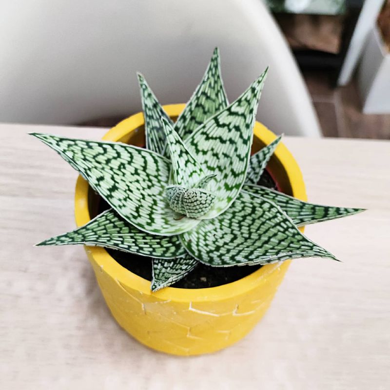 Aloe Rauhii Demi
